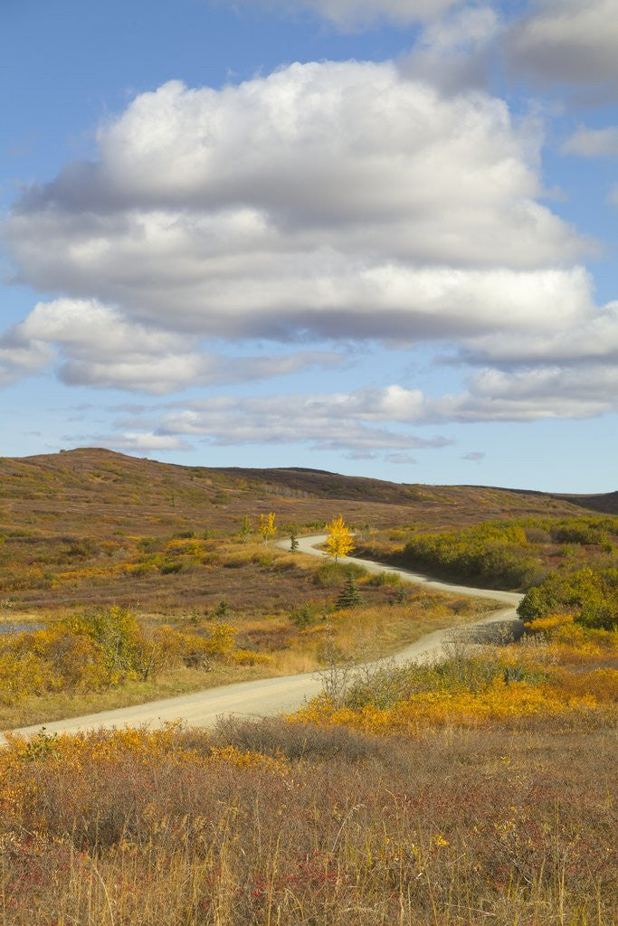 Detail of Tundra and cumulus clouds in Denali National Park by Anonymous
