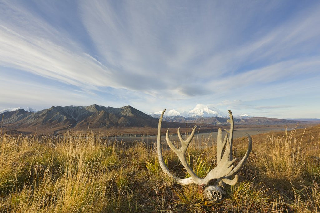 Detail of Caribou antlers in tundra by Anonymous