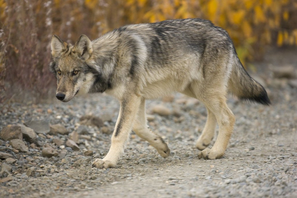 Detail of Gray wolf pup on gravel road by Anonymous