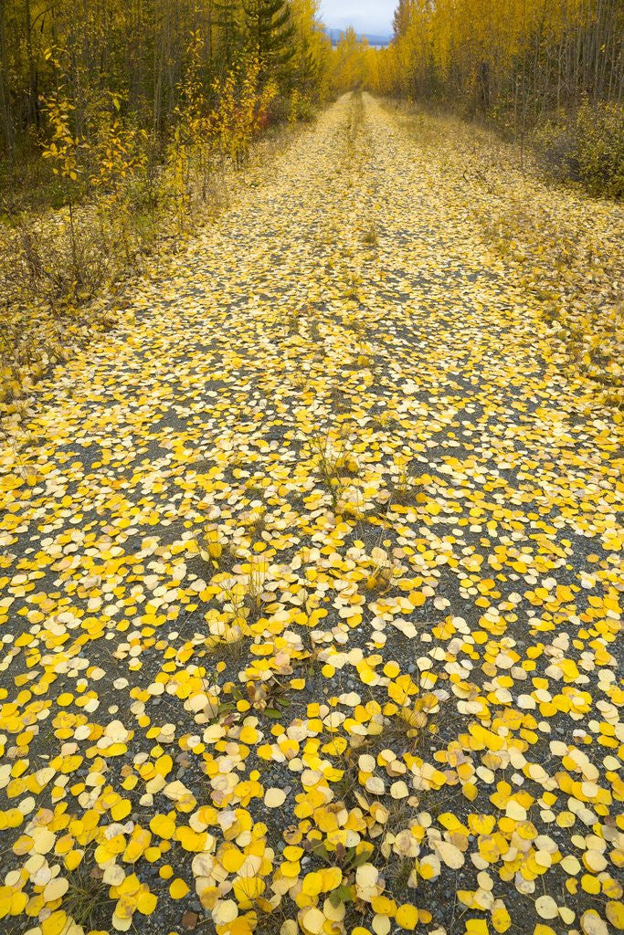Detail of Forest road covered with Aspen leaves in autumn by Corbis