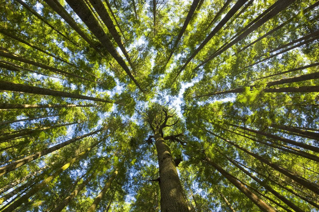 Detail of Old growth cedar, hemlock, fir and Sitka spruce forest in fall by Anonymous