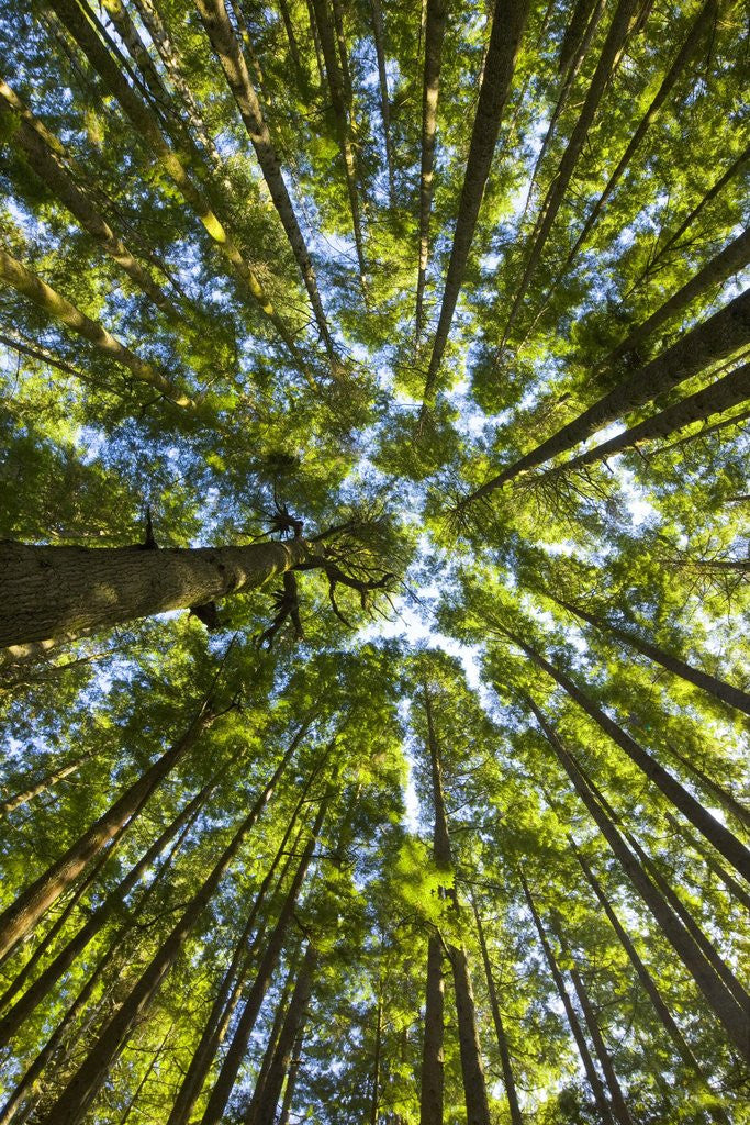 Detail of Old growth cedar, hemlock, fir and Sitka spruce forest in fall by Anonymous