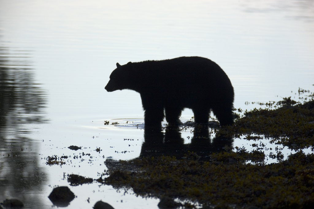 Detail of Black bear looking for Coho salmon in sea by Anonymous