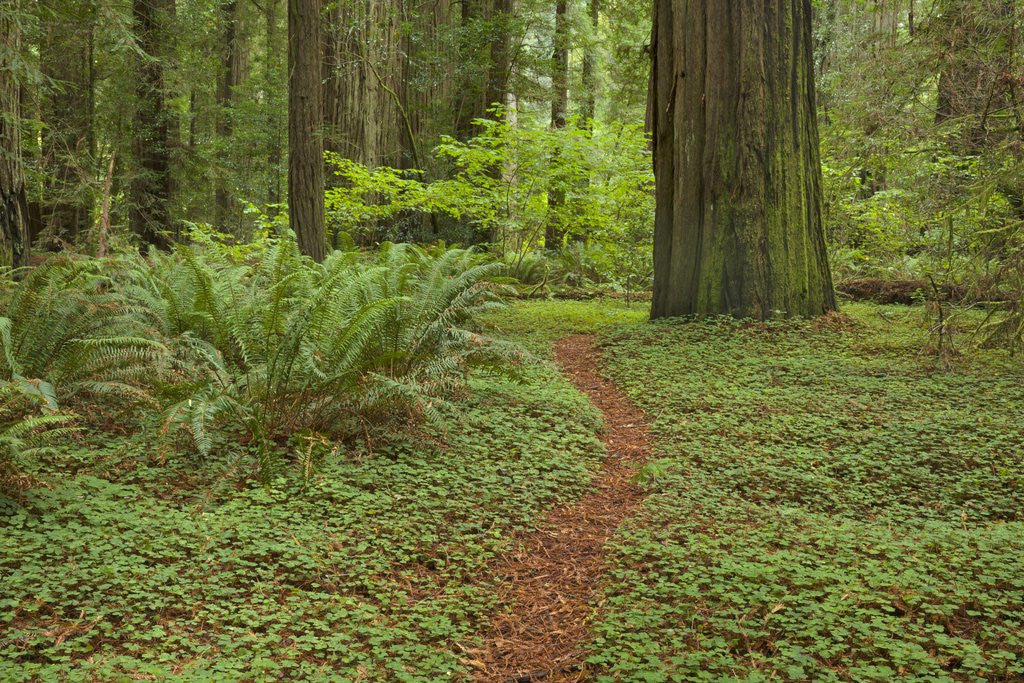 Detail of Trail among redwood trees in Jedediah Smith Redwoods State Park by Anonymous