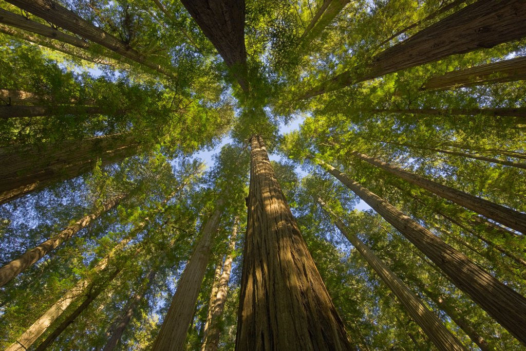 Detail of Redwood forest in Humboldt Redwood State Park by Anonymous