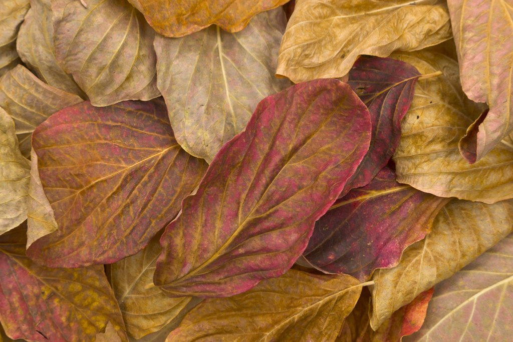 Detail of Pacific dogwood leaves in fall by Corbis