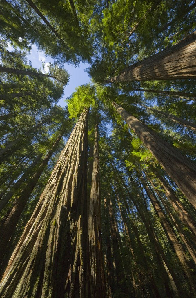 Detail of Redwood forest in Humboldt Redwood State Park by Anonymous