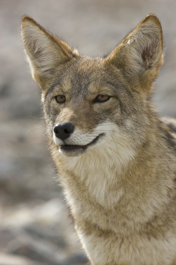 Detail of Coyote in Death Valley National Park by Anonymous