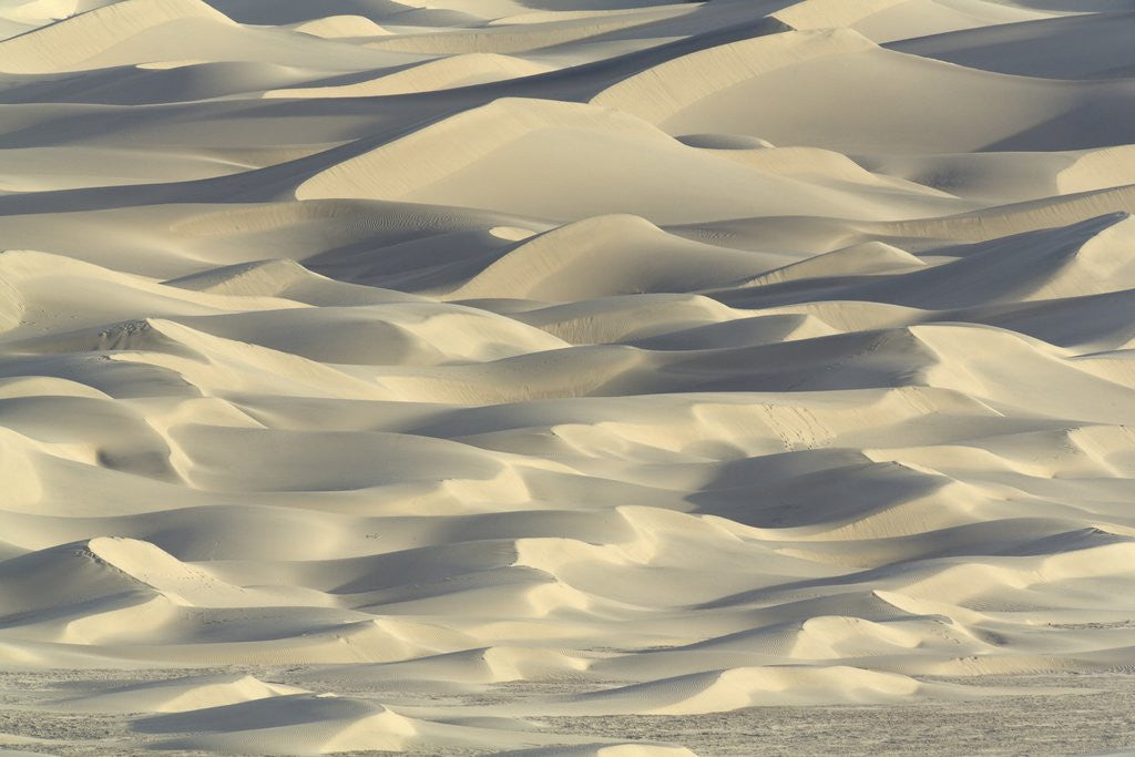 Detail of Sand dunes in Death Valley National Park by Anonymous