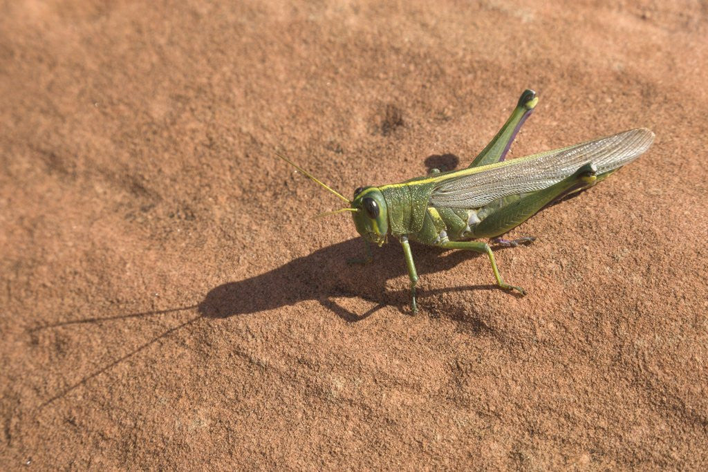 Detail of Grasshopper on sandstone plateau in Grand Canyon National Park by Anonymous