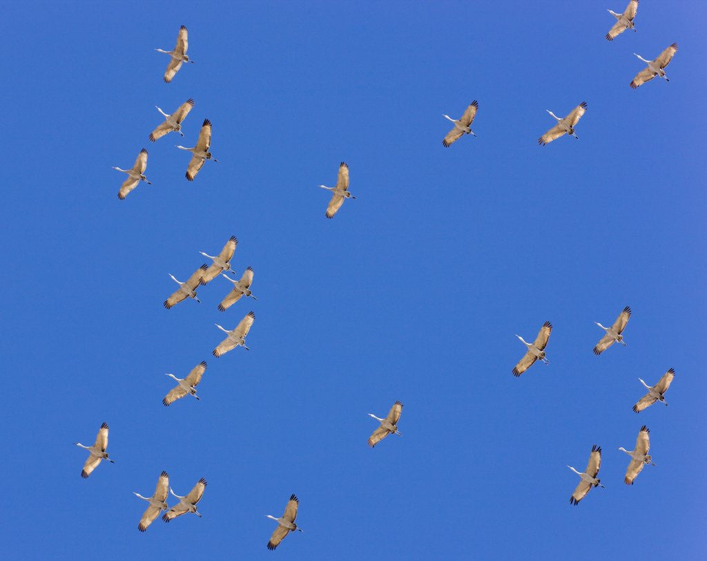 Detail of Sandhill cranes in flight by Anonymous
