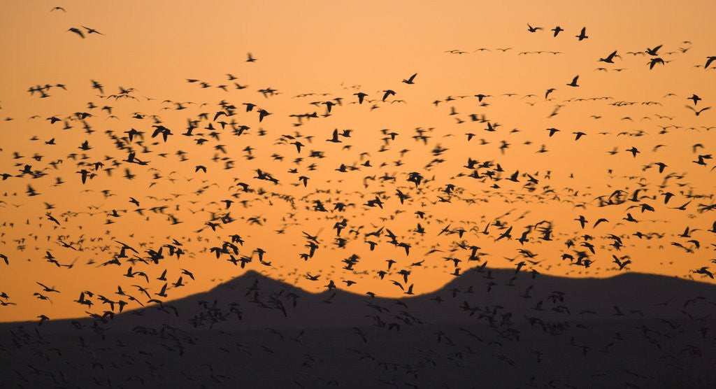 Detail of Snow geese flying to roost in shallow pond by Corbis
