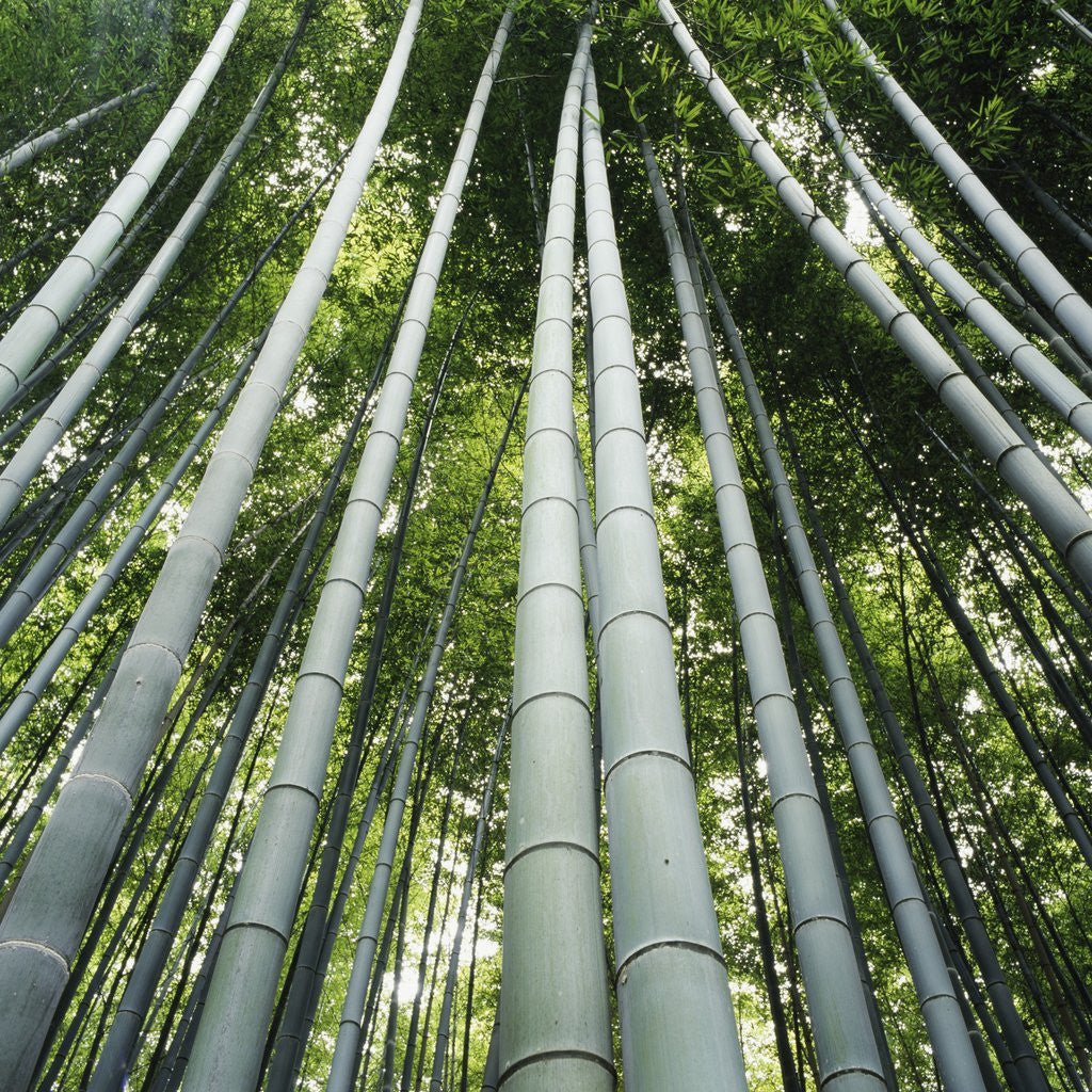 Detail of Bamboo grove by Anonymous