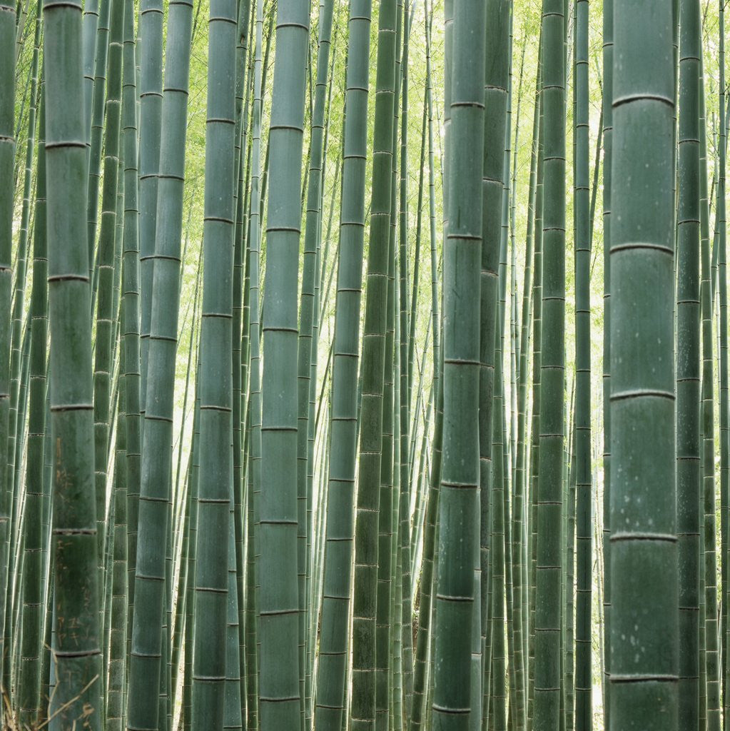 Detail of Bamboo Forest in Kyoto by Anonymous