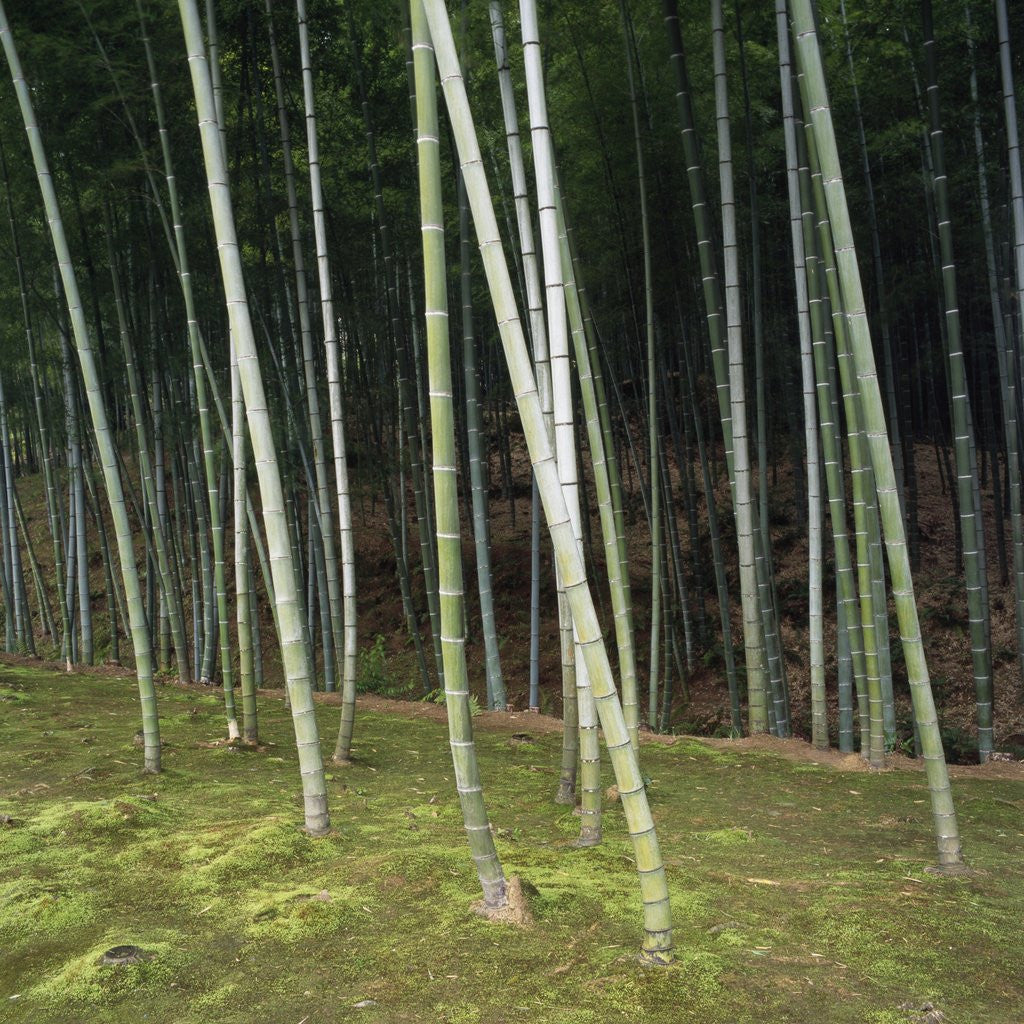 Detail of Bamboo Forest in Kyoto by Anonymous