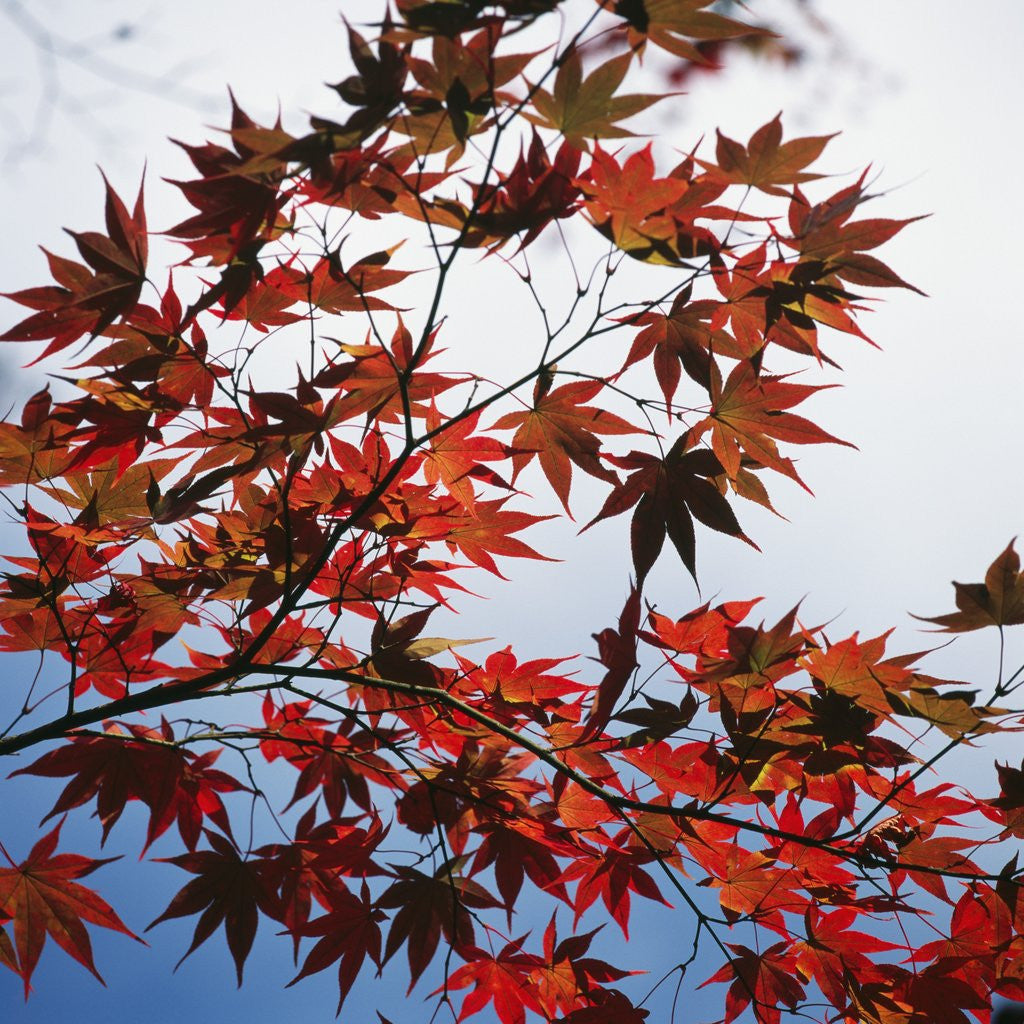 Detail of Colorful leaves by Anonymous