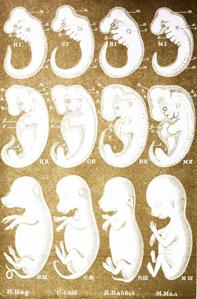 Detail of Development stages of embryos of hog, calf, rabbit and man by Corbis