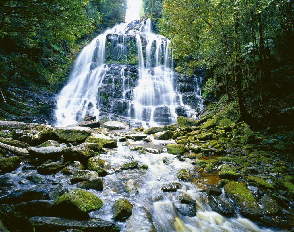 Detail of The many tiered Nelson Falls and lush rainforest located in the Franklin-Gordon Wild Rivers National Park, Tasmania. by Anonymous