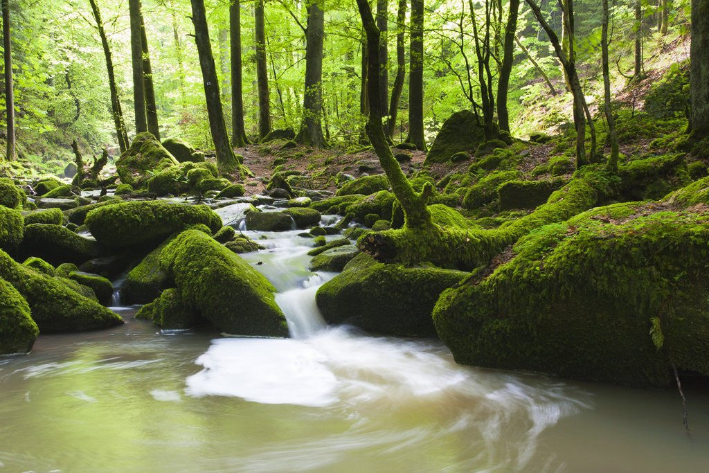 Detail of Moss covered rocks in Monbach Creek in the Black Forest by Anonymous