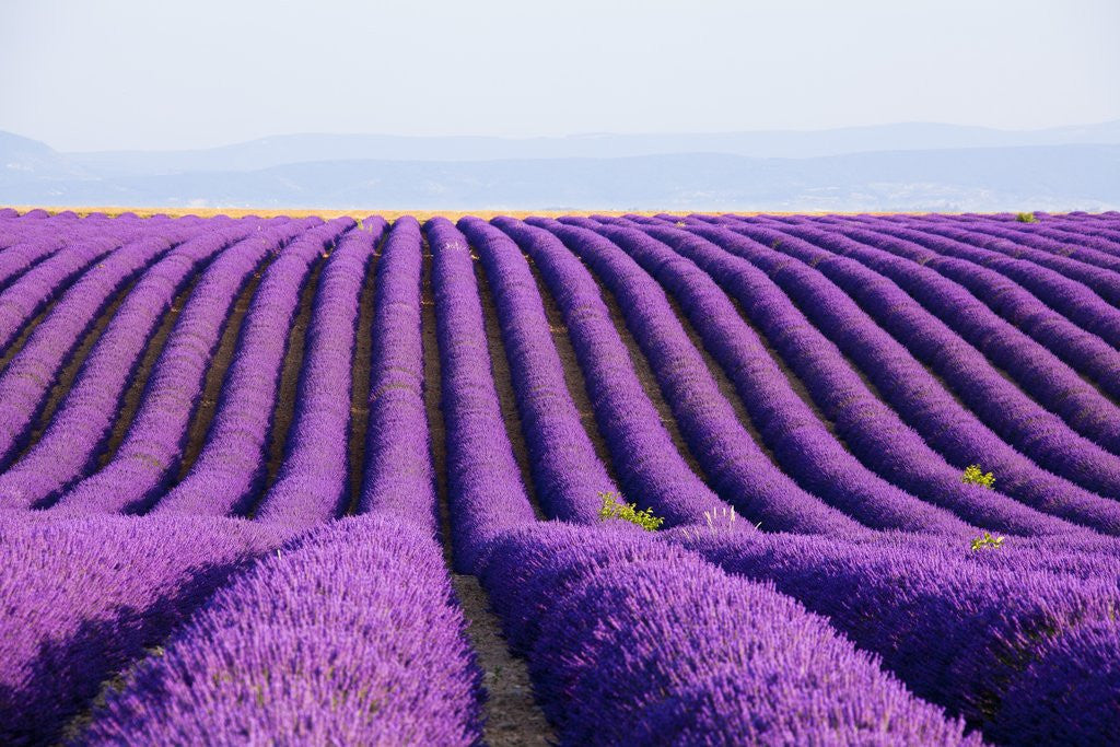 Detail of Lavender field in bloom by Anonymous
