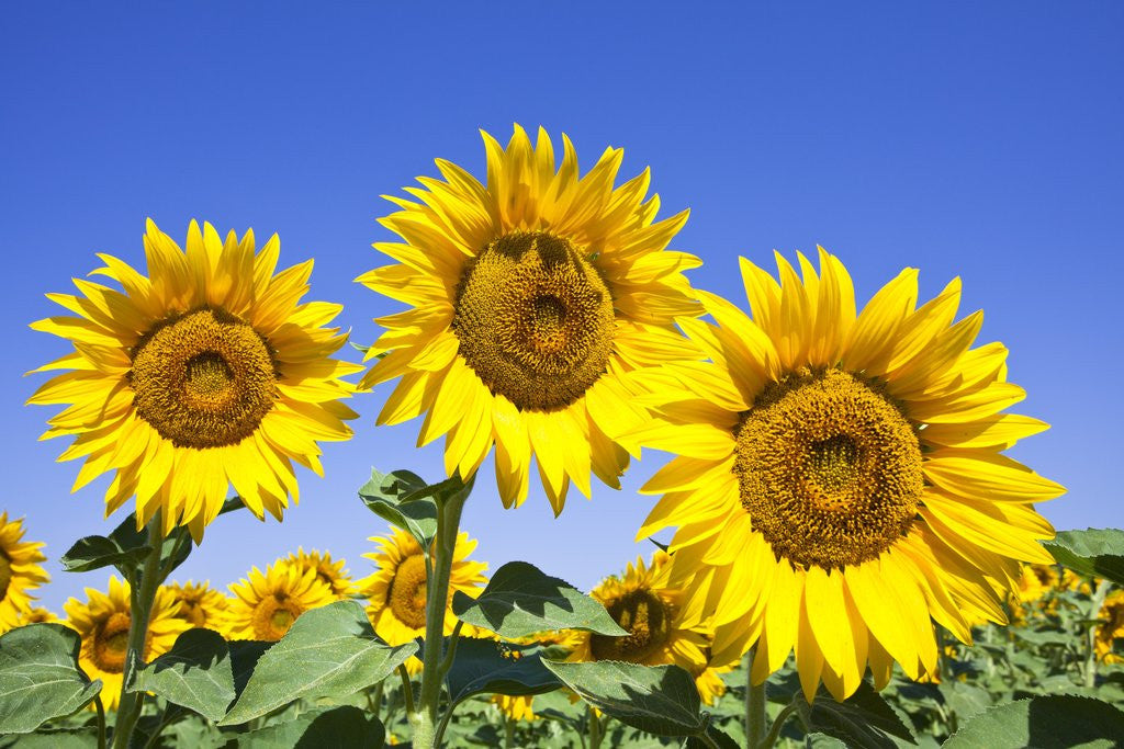 Detail of Sunflowers ready for harvest by Anonymous
