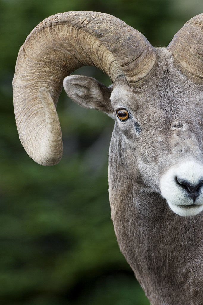 Detail of Bighorn ram (Ovis canadensis), Logan Pass, Glacier National Park, Montana. by Anonymous