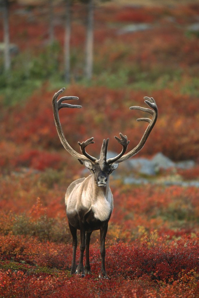 Detail of Barren-ground Caribou on autumn tundra, Rangifer tarandus groenlandicus. Near Whitefish Lake, NWT, Canada by Anonymous