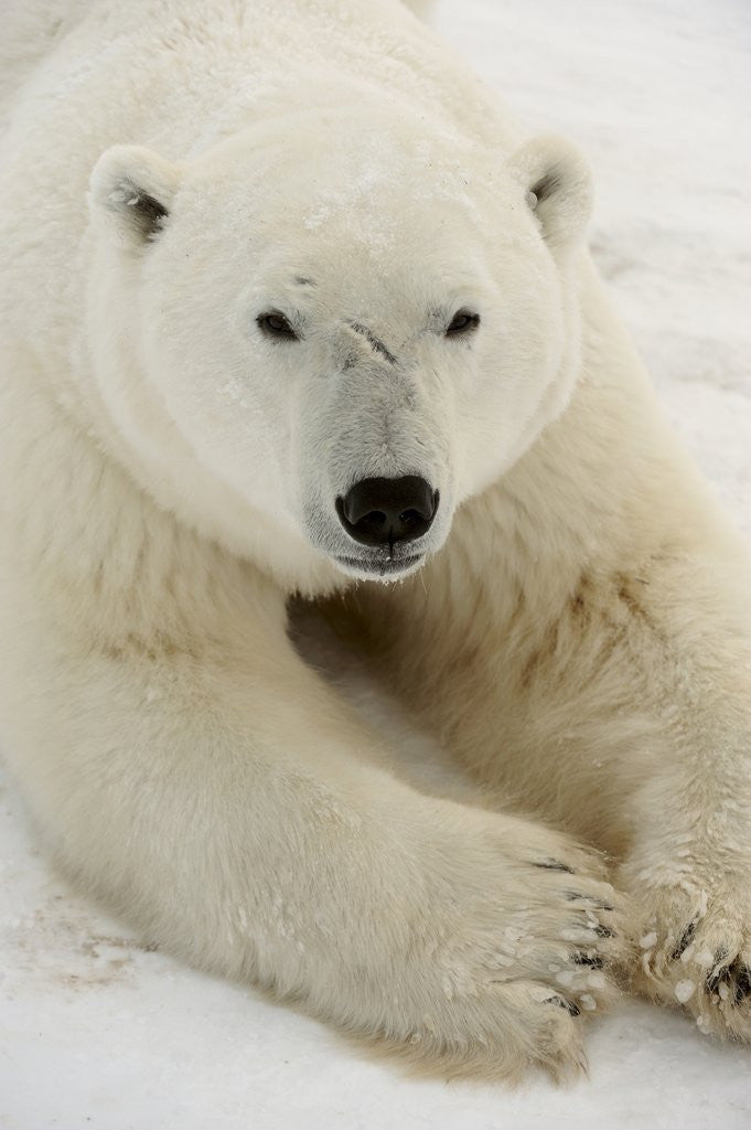 Detail of Polar bear (Ursus maritimus) by Anonymous