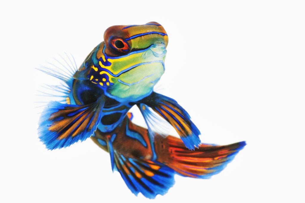 Detail of Mandarinfish by Anonymous