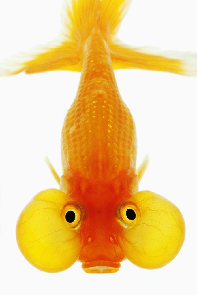 Detail of Bubble eye goldfish by Anonymous