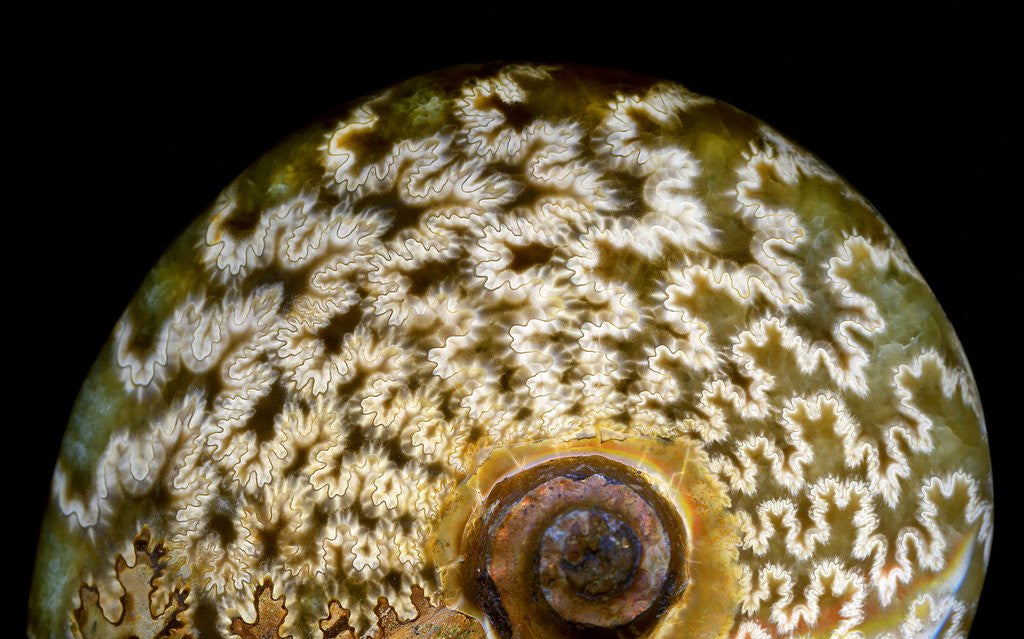 Detail of 65 million year old ammonite fossil by Anonymous