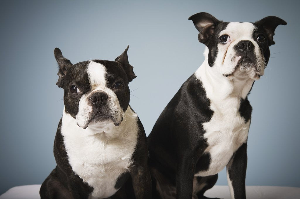 Detail of Portrait of two dogs sitting by Anonymous