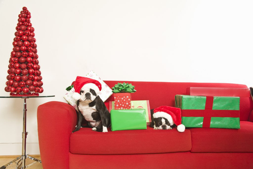 Detail of Dogs and Christmas gifts on sofa by Corbis