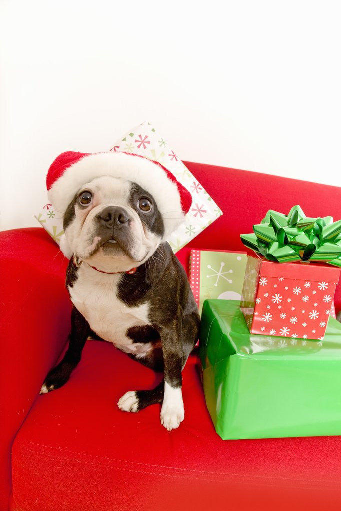Detail of Dog wearing Santa Claus hat next to gifts by Corbis
