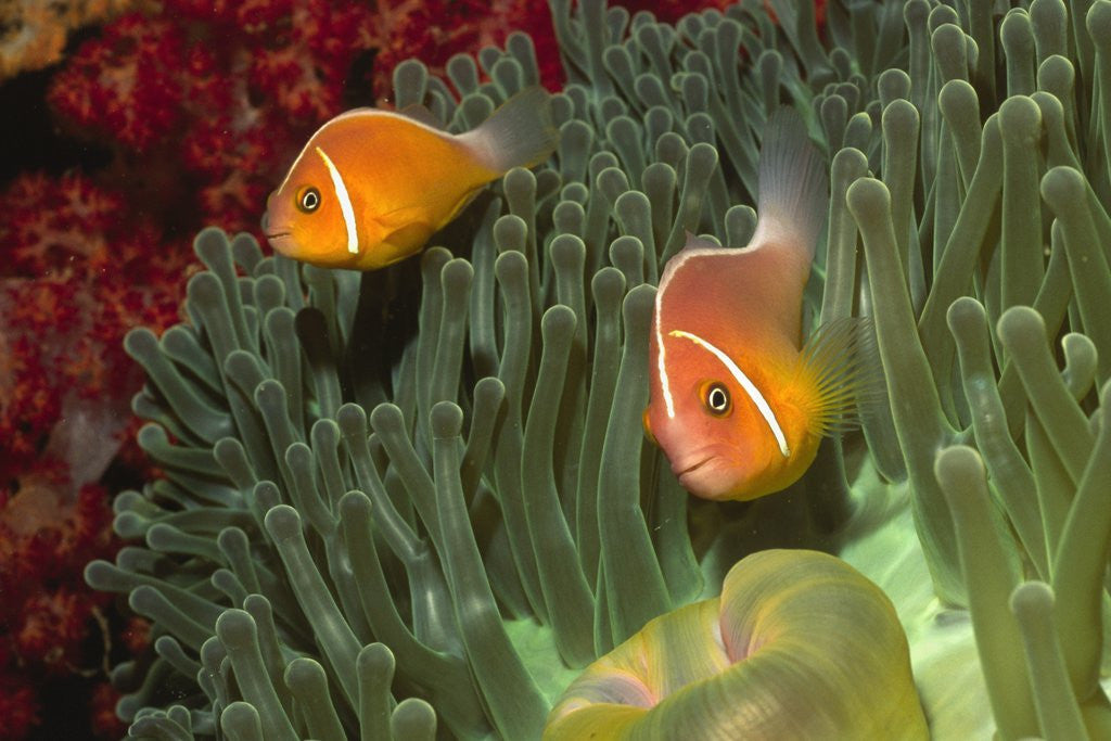 Detail of Pink Anemonefish in Magnificant Sea Anemone by Anonymous