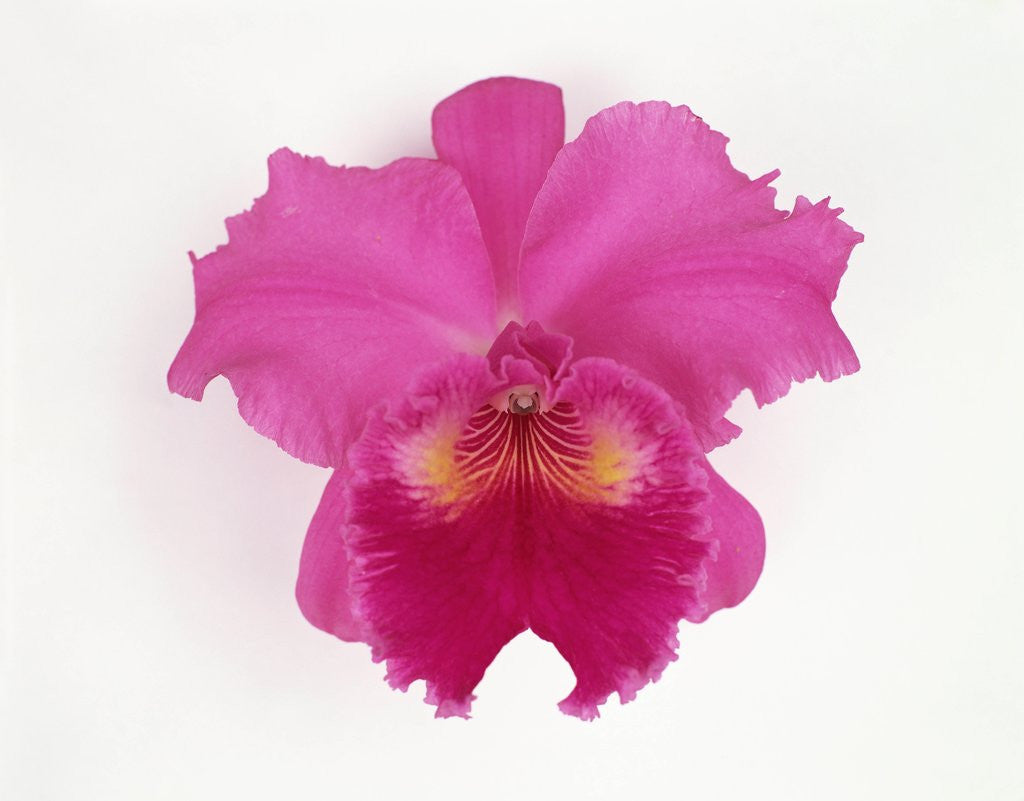 Detail of Cattleya Orchid by Anonymous