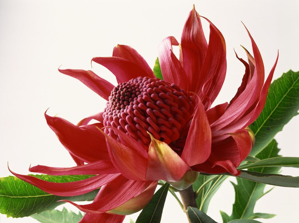 Detail of Close Up Image of Red Tropical Flower by Anonymous