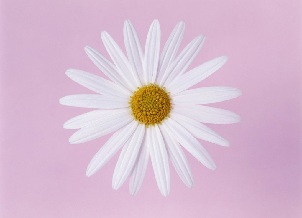Detail of Marguerite, close up, pink background by Anonymous