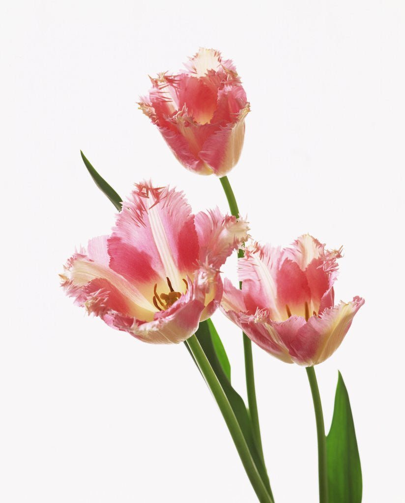 Detail of Pink tulips, white background by Corbis