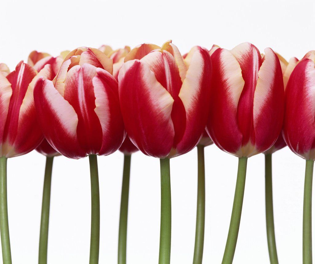 Detail of Red tulips, close up, white background by Corbis
