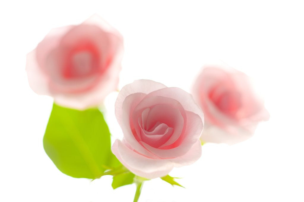 Detail of Pink rose by Anonymous