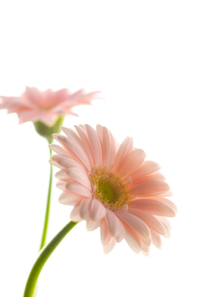 Detail of Gerbera daisy by Corbis