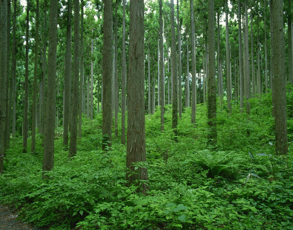 Detail of Japanese cedar forest by Anonymous