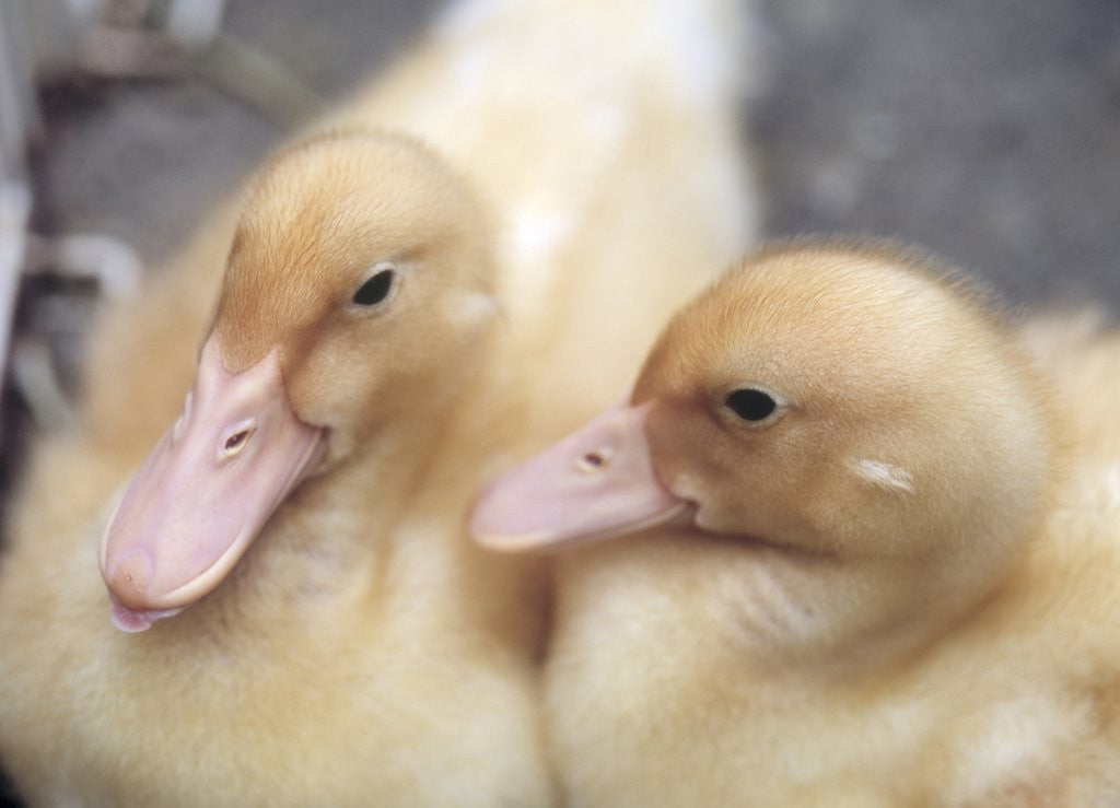 Detail of Ducklings by Anonymous