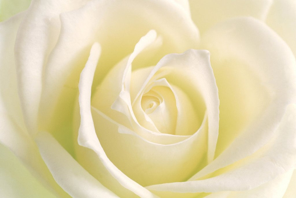 Detail of Close-up of rose by Anonymous