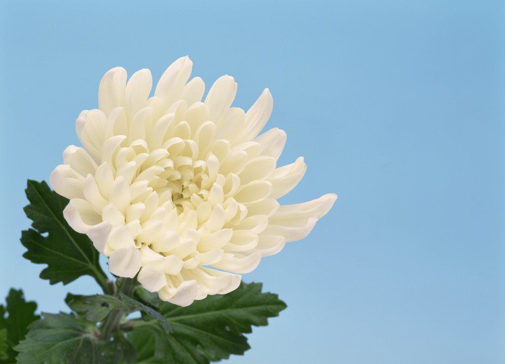 Detail of Close-up of White Chrysanthemum by Anonymous