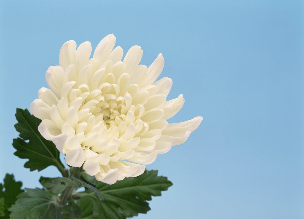 Detail of Close-up of White Chrysanthemum by Corbis