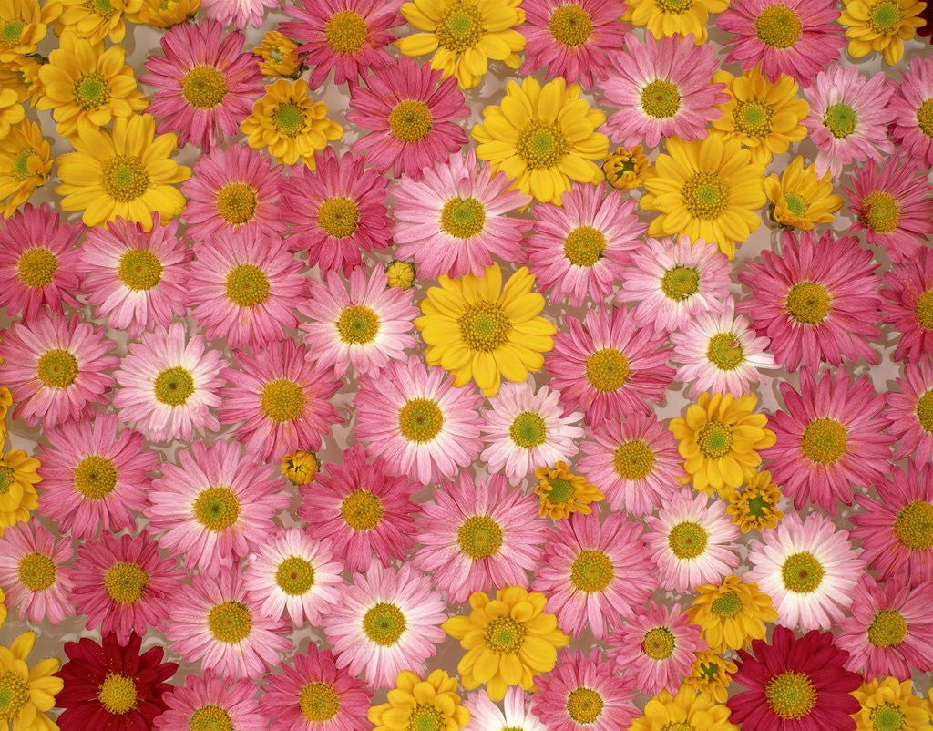 Detail of Pink and yellow chrysanthemums by Anonymous