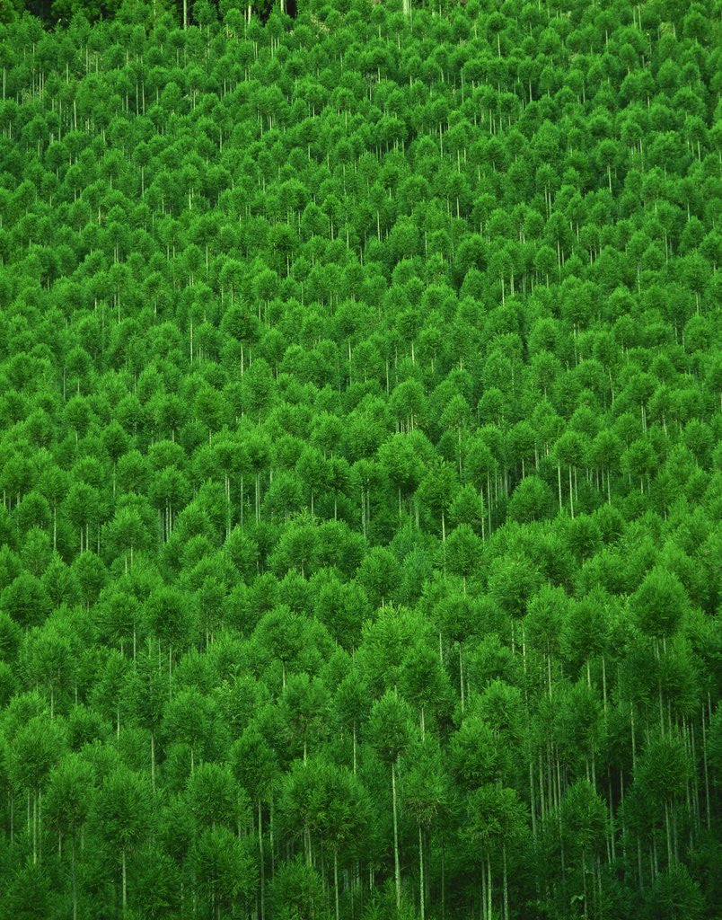 Detail of Japanese cedar forest. Nakagawa-machi, Kyoto Prefecture, Japan by Corbis