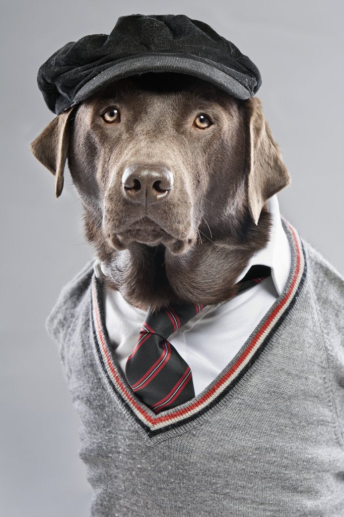 Detail of Dog in sweater and cap by Anonymous